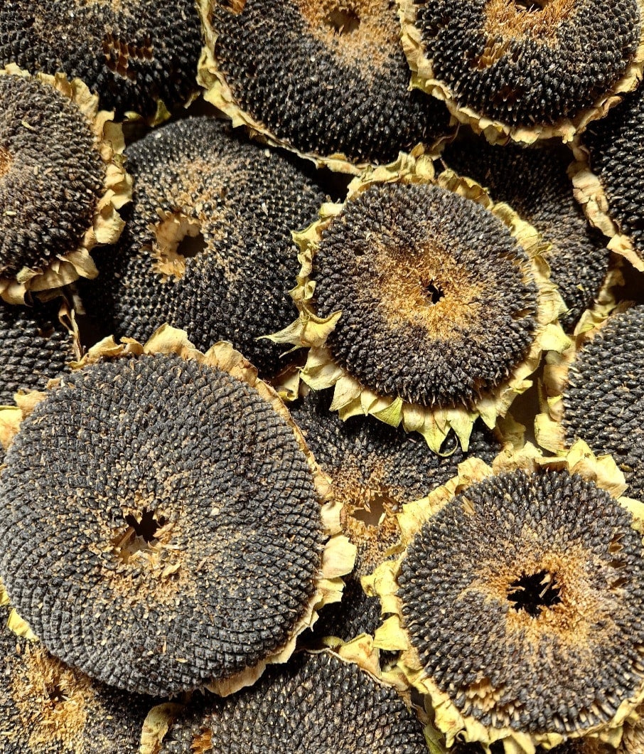 Sunflower Head Pride Rock Blooms